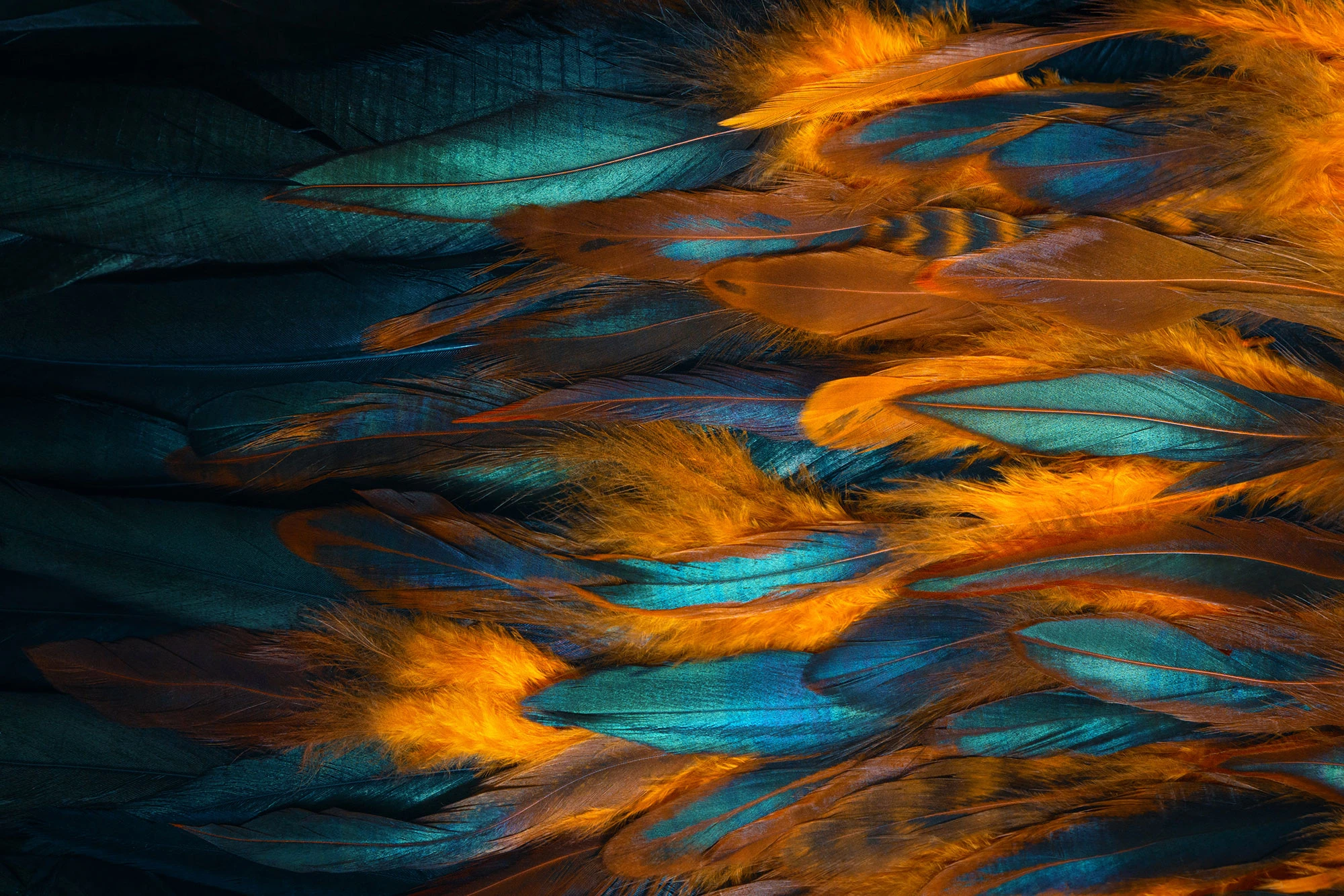 Colorful close up photo of chicken feathers. Shimmer colors of wing.