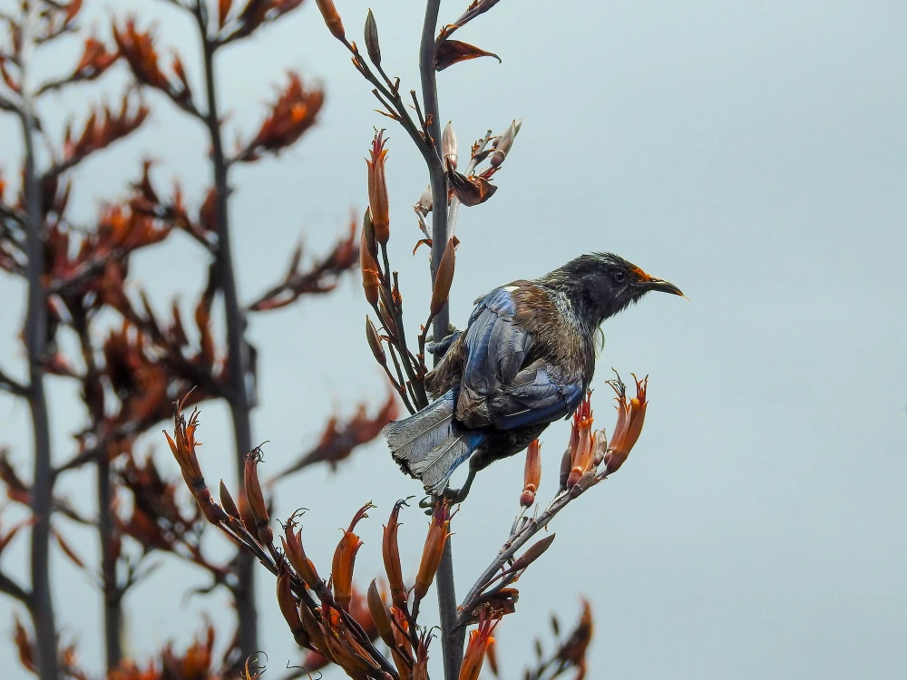 Tui Perched on Flax