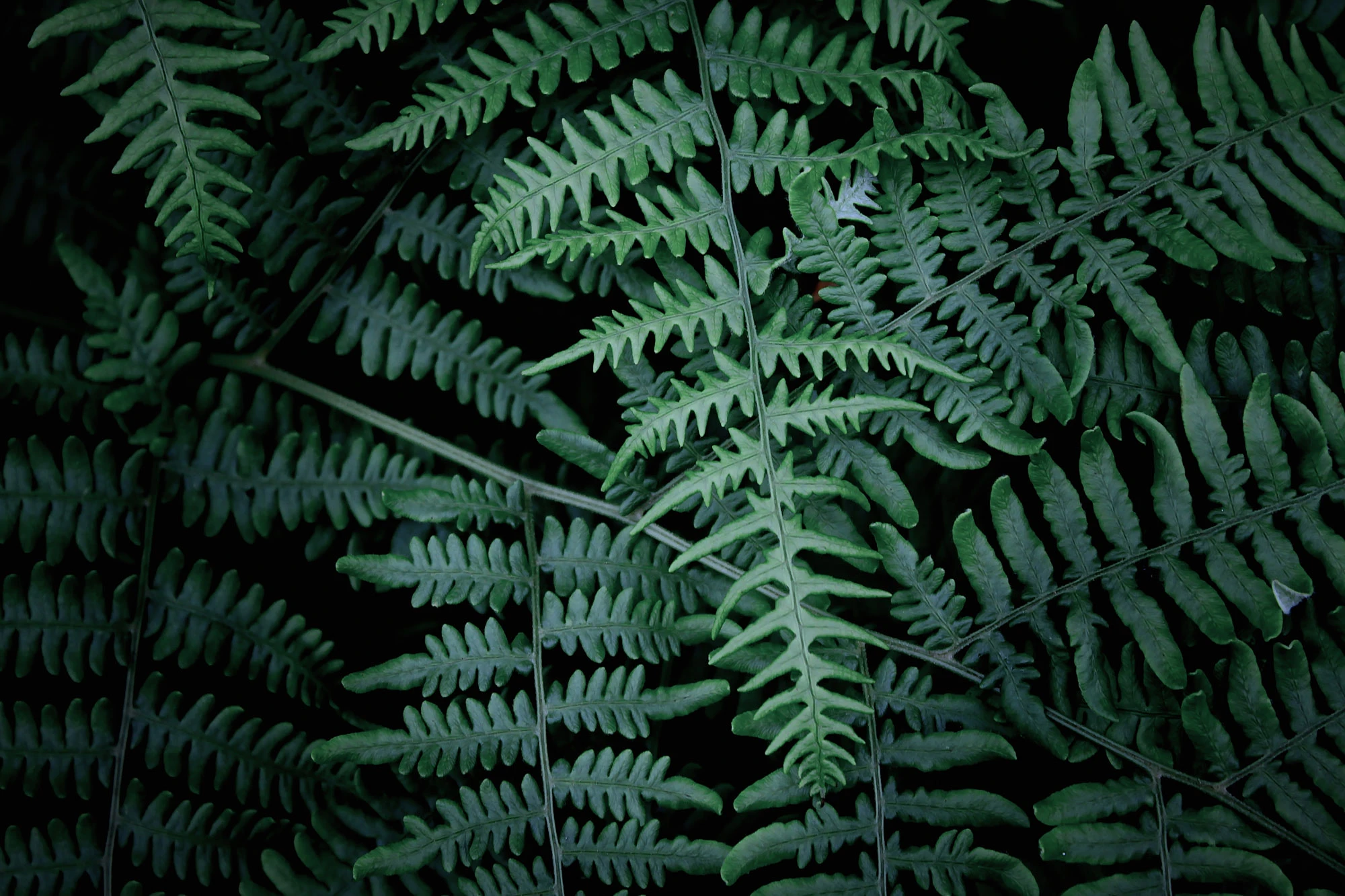 nz fern